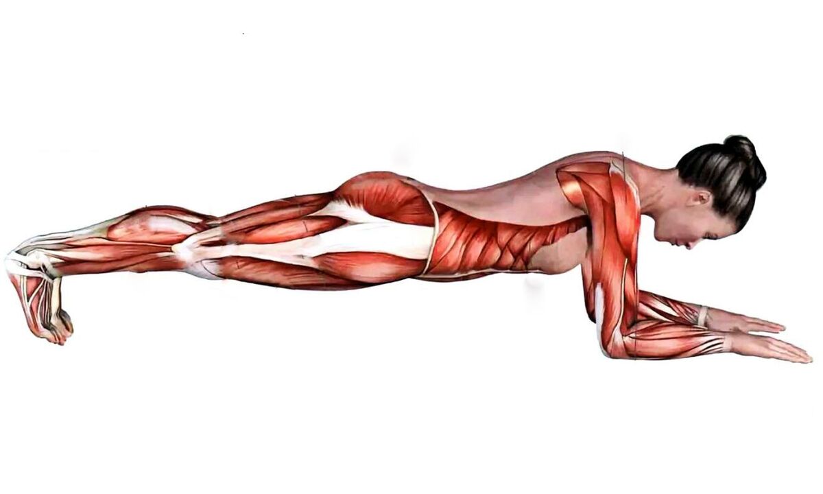 Welche Muskeln arbeiten beim Planken 